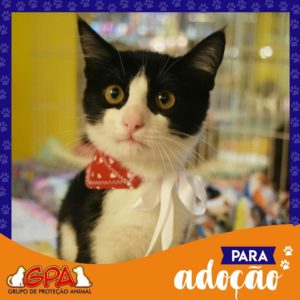GPA realiza evento de adoção de gatos
