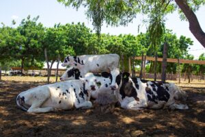 Cuidados na alimentação da vaca garantem maior qualidade do leite