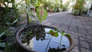 Chikungunya: como os condomínios podem ajudar a combater a doença