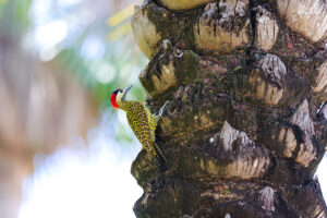 Memorial Edson Queiroz celebra 3 anos com exposição fotográfica sobre aves cearenses