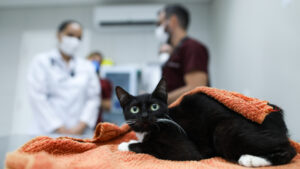 Unifor inicia semestre com novos serviços no Complexo da Medicina Veterinária