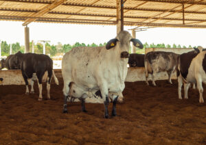 Medicina Veterinária no Agro: a profissão que garante a qualidade do que vai à sua mesa