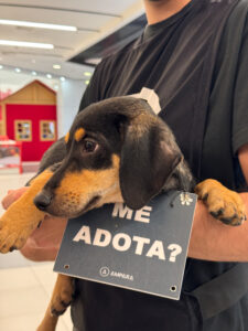 Pets resgatados buscam um novo lar em campanha de adoção na galeria Sam’s Club Fortaleza