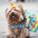 AUrraiá do Parcão: RioMar Kennedy promove primeira festa junina para pets