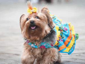 AUrraiá do Parcão: RioMar Kennedy promove primeira festa junina para pets