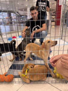 Pets resgatados pela ONG Pata Amada participam de evento de adoção no Sam´s Club Fortaleza