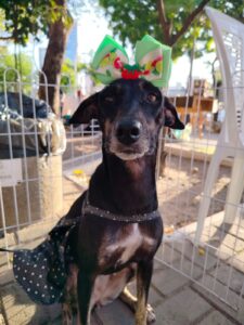 Evento incentiva adoção responsável e dá nova chance a pets abandonados em Fortaleza