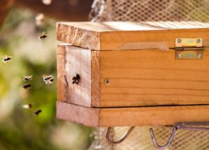 Dia Nacional da Abelha, comemorado em 3 de outubro,  destaca crescimento de 241% na produção de mel do Ceará