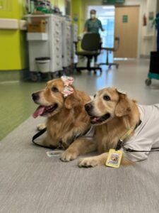 Cães terapeutas levam acolhimento e bem-estar ao Hospital Unimed Sul, na próxima terça (25)