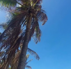 Fortaleza em alerta: calor, praia e festas de fim de ano elevam risco de pedras nos rins e infecções urinárias