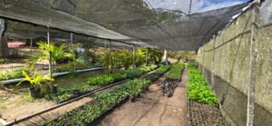 Campanha pelo Verde: Ceará Natal de Luz 2025 vai distribuir 150 mil mudas ornamentais e frutíferas