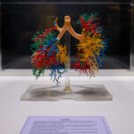 Exposição Internacional “Human Bodies – Maravilhas do Corpo Humano” volta a Fortaleza com acervo renovado para curta temporada no Shopping Iguatemi Bosque, a partir de 30 de março