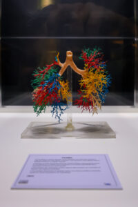 Exposição Internacional “Human Bodies – Maravilhas do Corpo Humano” volta a Fortaleza com acervo renovado para curta temporada no Shopping Iguatemi Bosque, a partir de 30 de março