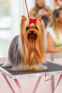 Exposição reúne mais de 50 cães de raça no Iguatemi Bosque, em Fortaleza