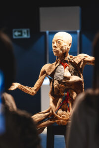 Exposição “Human Bodies” já atraiu mais de 5 mil visitantes em duas semanas no Iguatemi Bosque