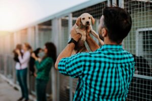 Grand Shopping terá feira de adoção de animais neste sábado (20)