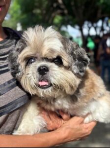 Programa Veterinário Solidário leva atendimento veterinário gratuito a abrigos e protetores independentes de Fortaleza