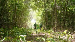 Relatório aponta redução do desmatamento no Brasil, mas reforça desafios para a conservação da Caatinga