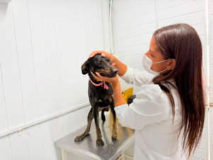 VetMóvel oferece serviços veterinários no estacionamento do RioMar Kennedy