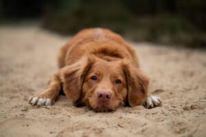 Agosto Verde Claro reforça importância da prevenção da leishmaniose e combate a mitos sobre a doença em pets