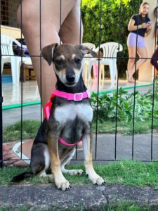 Seu Futuro Pet: Shopping Parangaba promove feira de adoção durante os sábados de setembro