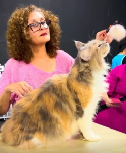 IV Mostra de Gatos acontece no RioMar Kennedy neste sábado (10/10)