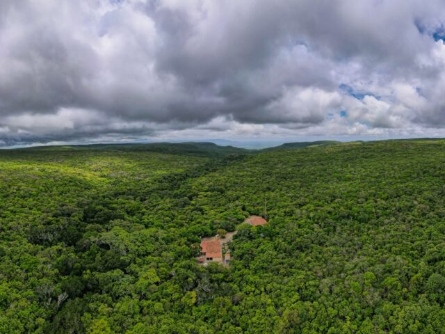 Associação Caatinga abre inscrições para curso gratuito de Restauração Ecológica da Caatinga