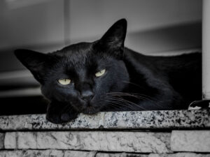 Gato preto dá azar? De onde veio uma das superstições mais antigas sobre os pets